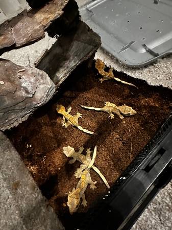 Reubicaciones de Gecko Crestado (Denver)63679675231747123