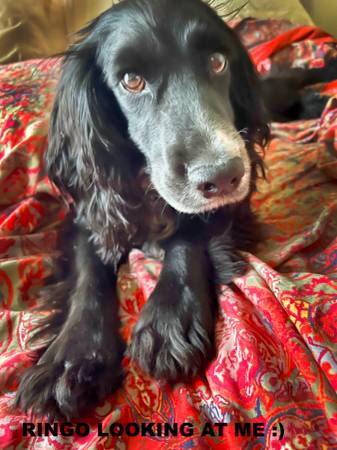 PERRO PERDIDO ******RECOMPENSA CUANTIOSA ***** (JACKSON MO)63612039971329124