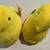 PEEPS YELLOW BUNNIES (Set of 2) 3 thumbnail