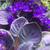Pot of Big SPIDER PLANTS With BABIES-Air Cleaner Houseplant 3 thumbnail