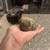 Hooland lop Black Tort 11 thumbnail