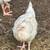 Laying hens , Delawares and the light Brahma’s. 17 weeks old. 3 thumbnail