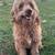 Sweet Mini Poodle 3 thumbnail