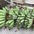 Banana plants 2 thumbnail