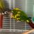 Beautiful Parrot Pair - Hybrid Sun Conure & Green Cheek + Pineapple Green Cheek 7 thumbnail