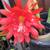 Epiphyllum 6 thumbnail