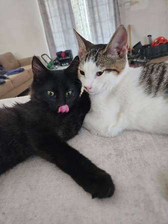 2 gatitos macho cariñosos necesitan un hogar (Lemoore)63695922113921122