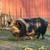 AKKPS Kunekune piglets 6 thumbnail