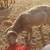 Big Male Goat For Sale 2 thumbnail