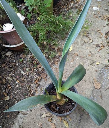 Blue Agave 1