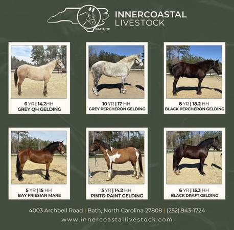 Horses For Sale 1