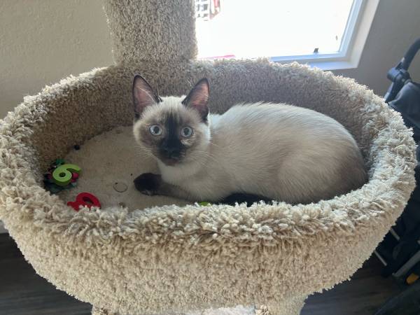 Siamese kitten 1