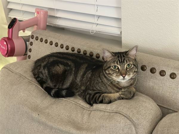 2 year old tabby (Kennewick)63743318930177120