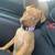 Min pin puppy 3 thumbnail