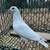 High Flying Tippler Pigeons - $15 (Kingsville) 8 thumbnail