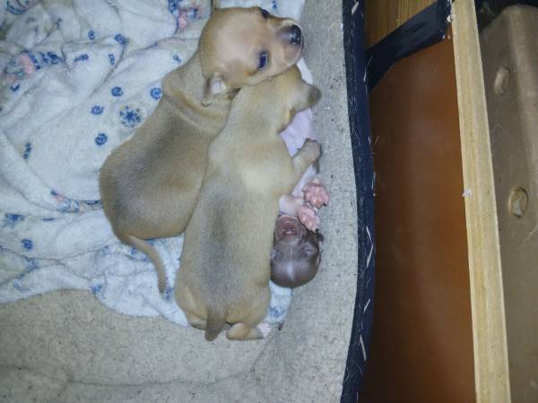 Dearhead Chihuahua's (Essex)63924992684291122