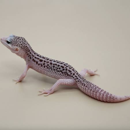 Super Snow Leopard Gecko (Bristol VA)63614993710593121