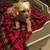 DOG BED/Fits under mattress!! 2 thumbnail