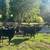Bred cows 2 thumbnail