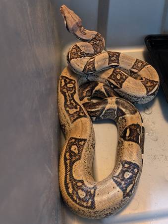 Jungle Boa Constrictor (Palmetto)63881505888643120