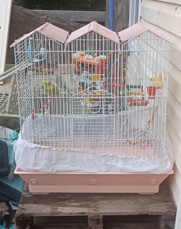 5 parakeets up for adoption (Wayne)63670625610753120