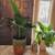 GORGEOUS LARGE PLANT SETS WITH BEAUTIFUL VASE PLANTERS FOR INDOORS OR OUTDOOR 7 thumbnail