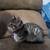female kittens 2 thumbnail