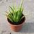 Jade plants, Xmas cactus, aloe vera, lily, succulents 2 thumbnail