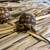 Sulcata Tortoise Hatchlings 3 thumbnail