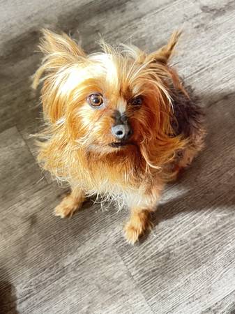 Yorkie rehome63829968270081120