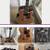 $1395 Rce F47 case $1495 Cutaway 2001 Guitar Electric Acoustic 15 thumbnail