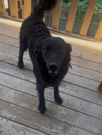 Black male doodle dog 1