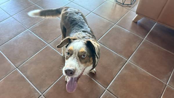 Found Dog in Ahwatukee off Liberty Ln appears to be a Australian Shep. (ahwatukee)64300237672835120