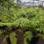 Australian Tree Fern 4 thumbnail