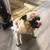 Rehoming Pug 4 thumbnail