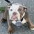 English bulldog 4 thumbnail