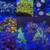 Corals Looking For Home in SF 2 thumbnail