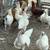 Chickens 2 thumbnail