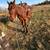 Grade Gelding 3 thumbnail