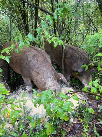 Feeder Hogs 1