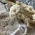 Bin of antique Lace Two handmade blouses- gorgeous 7 thumbnail