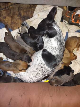 Blue heeler Doberman mix 1