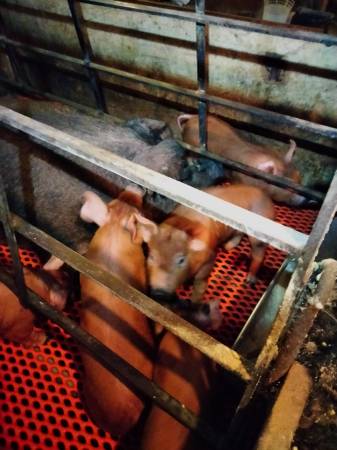 Feeder Pigs 1