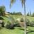 Agave angustifolia ///// Caribbean Agave --- 5 gallon 3 thumbnail
