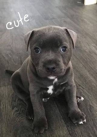 Blue Nose Pitbull 1