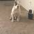 Cane corso xl bully mix 9 thumbnail