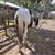 Yearling gypsy cross colt 3 thumbnail