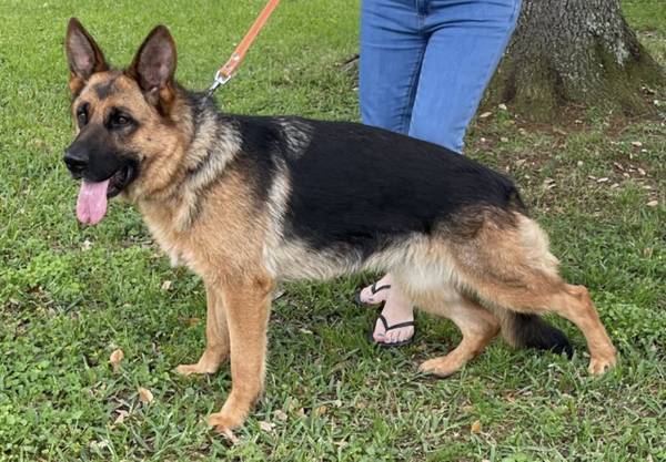 AKC German shepherds (Pasadena)63859317645697122