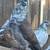 PIGEONS 1 thumbnail
