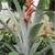 ******* AECHMEA "LITTLE HARV" BROMELIADS - AIR PLANT 8 thumbnail